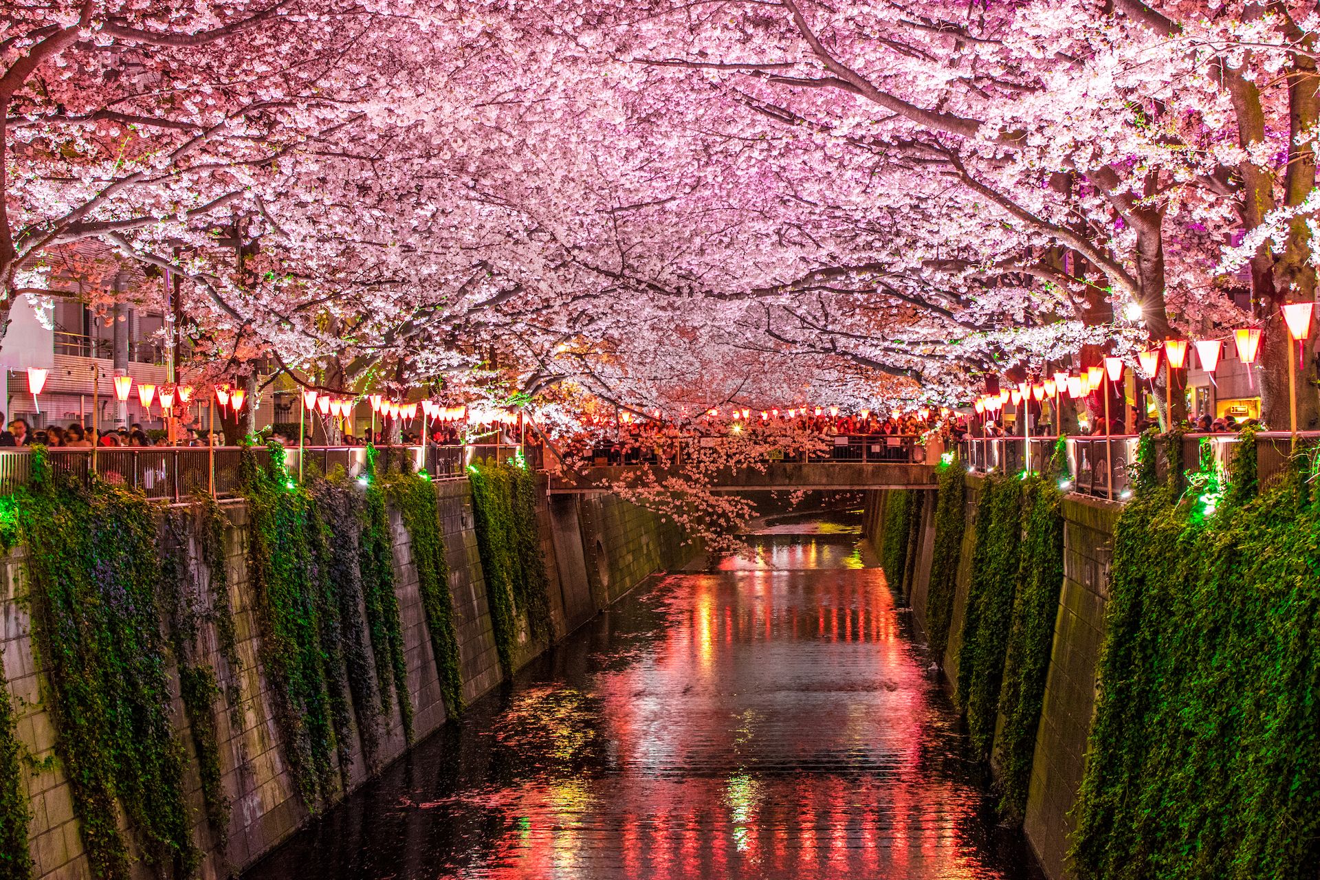 🌸 나카메구로 공원(나카메구로 코엔) 이미지 8